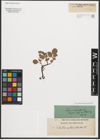 Foto von Salix reticulata L.